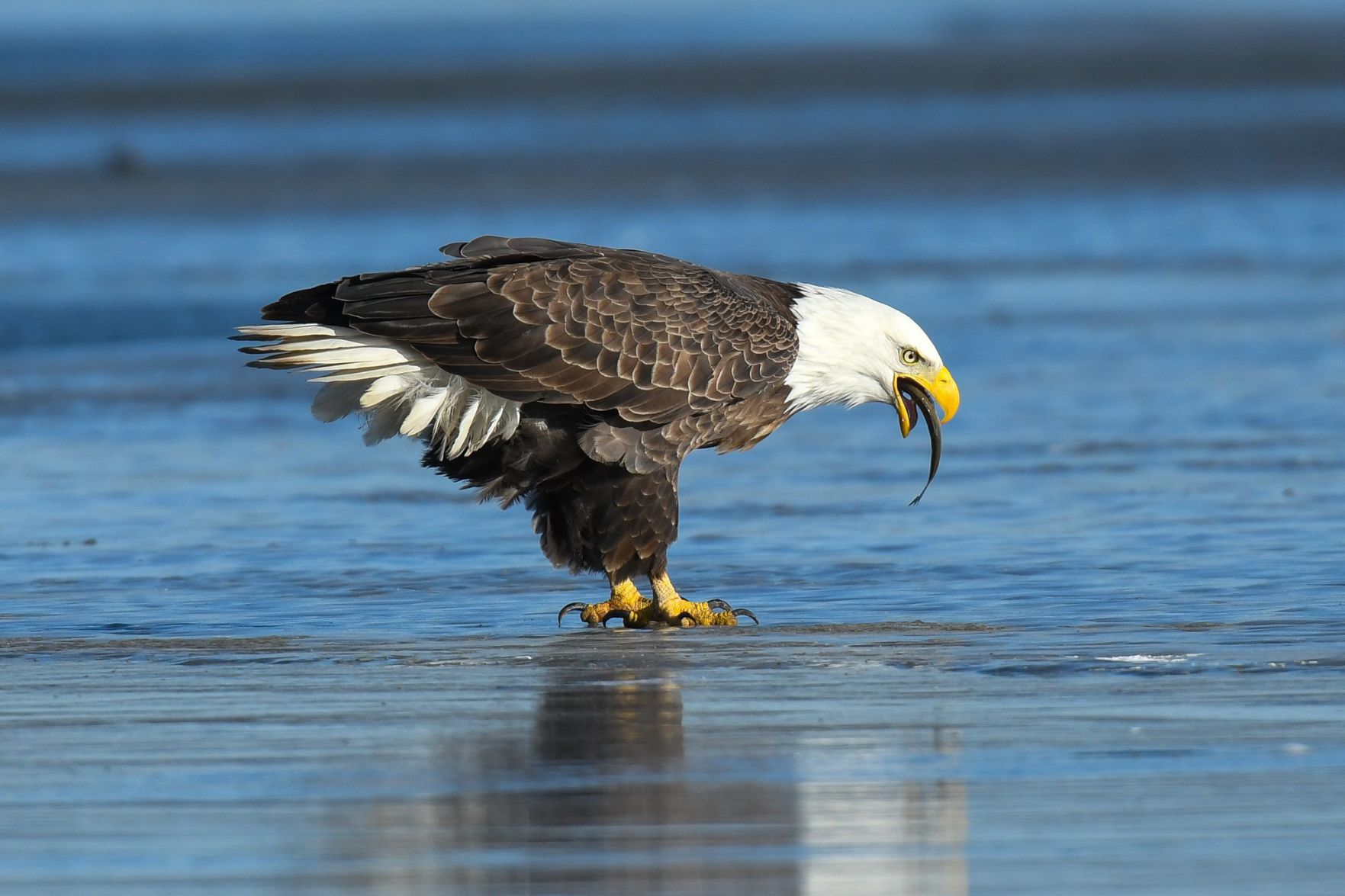 JoeBraun-Eagles-34 (copy)